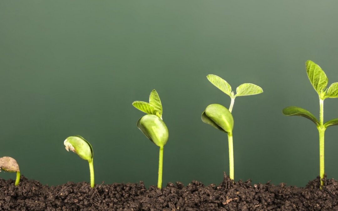 How to Successfully Grow Your Small Business: 10 Strategies to Drive Growth